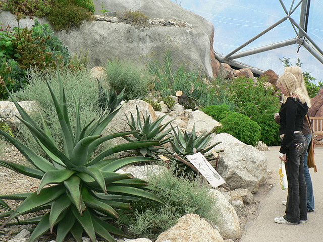 eden project plants				